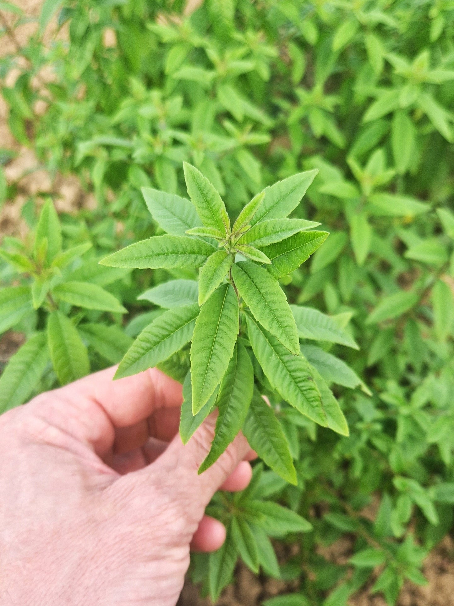 Verveine du Bourg - La Sotizerie