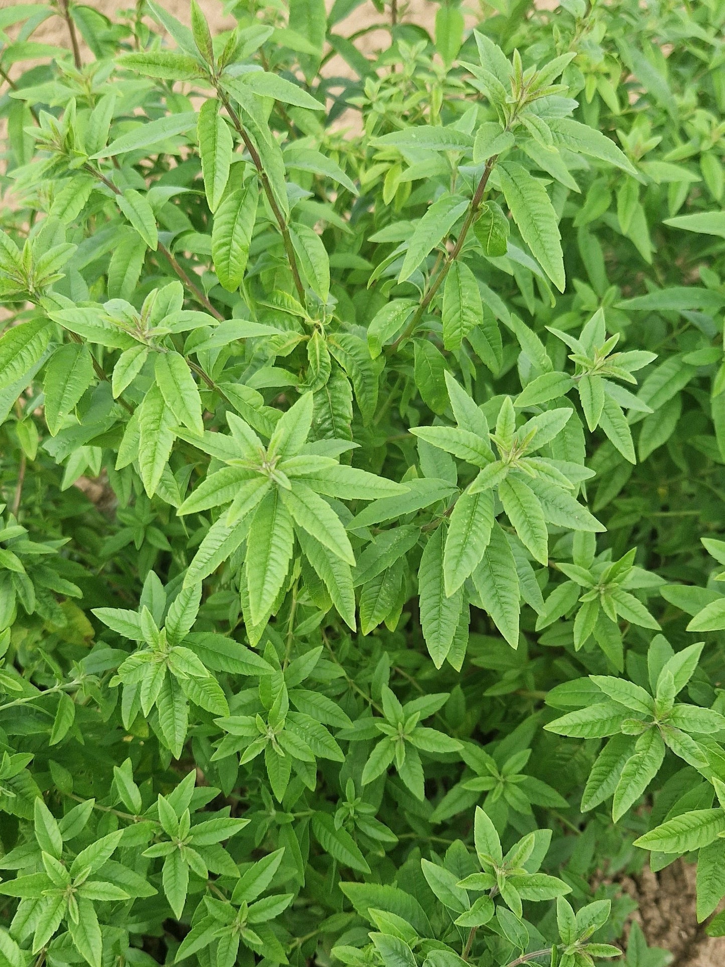 Verveine du Bourg - La Sotizerie